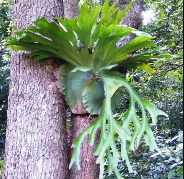 唯一真社会性植物：种群像蜜蜂、蚂蚁一样分工明确