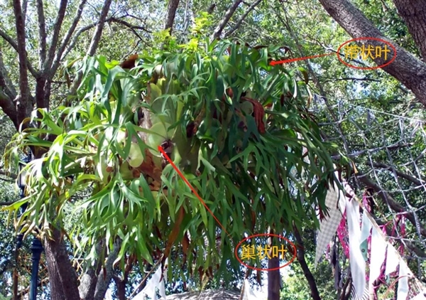 唯一真社会性植物：种群像蜜蜂、蚂蚁一样分工明确