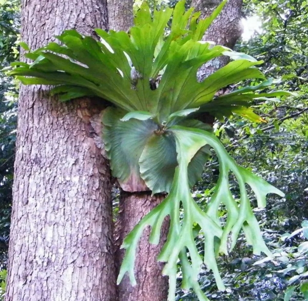 唯一真社会性植物：种群像蜜蜂、蚂蚁一样分工明确